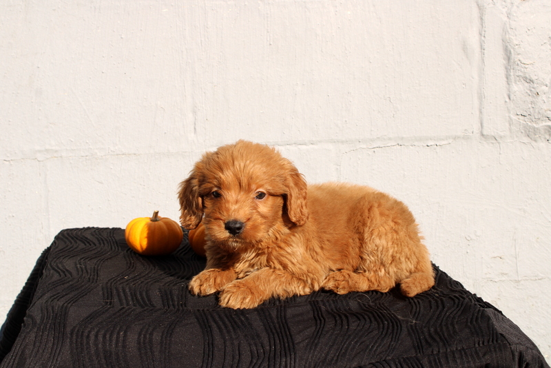 puppy, for, sale, Mini Goldendoodle F1, Matthew B. Stoltzfus, dog, breeder, Gap, PA, dog-breeder, puppy-for-sale, forsale, nearby, find, puppyfind, locator, puppylocator, aca